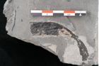 Foto (Detailansicht) von Asterocarpus meriani Brongniart (NHMW-GEO-2024-0188-10611)